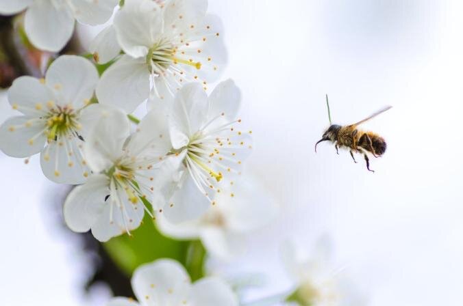 Tahaks kevadet nautida, kuid allergia kimbutab! Mida teha?