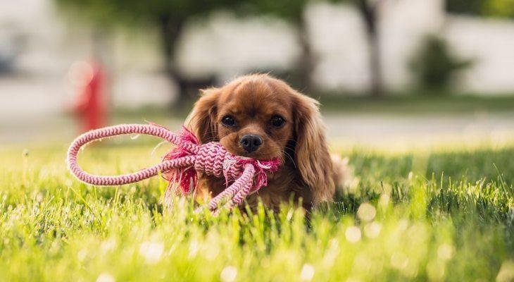 Kuidas koerale või kassile paigaldada puugi- ja kirburihma?