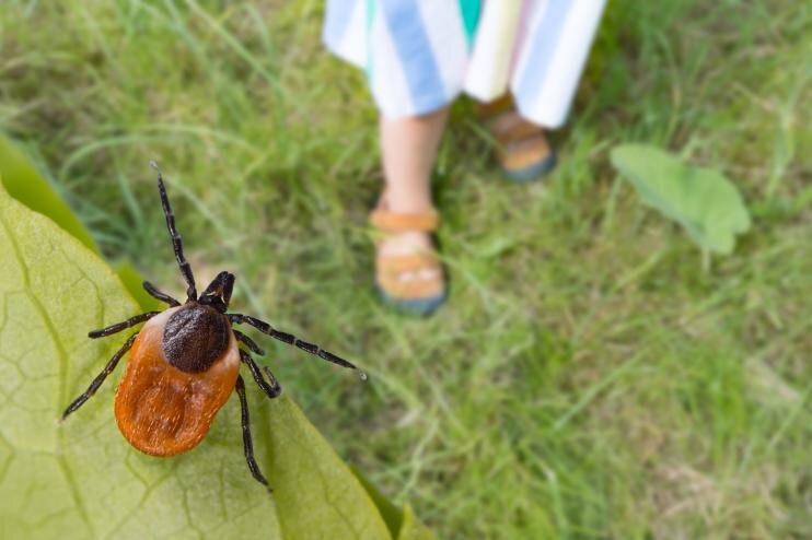 Puugid – kuidas end kaitsta ja mida teha hammustuse korral